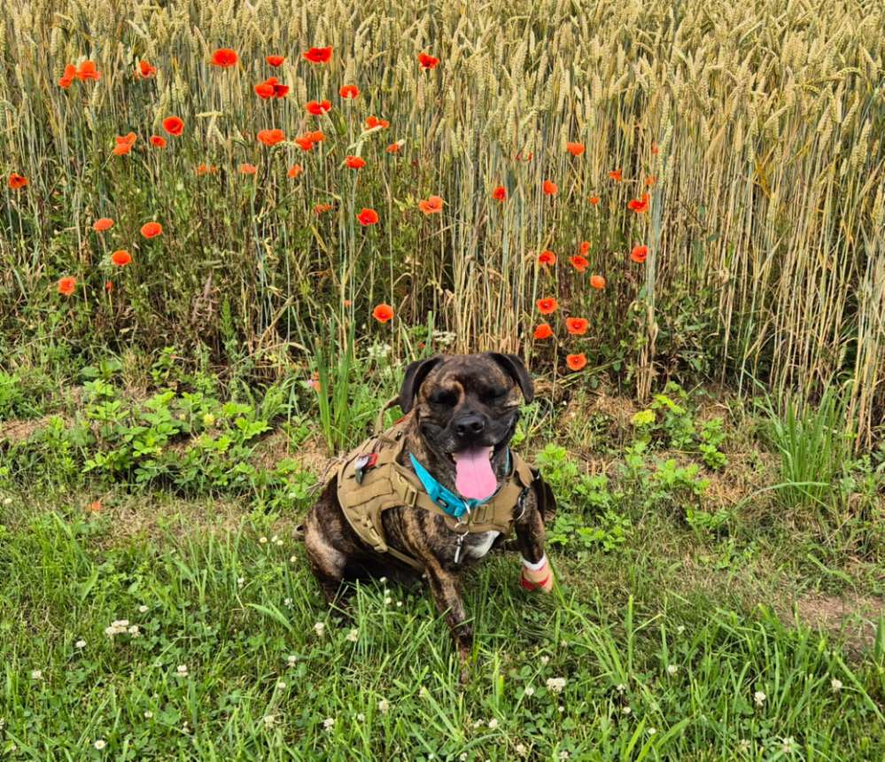 Hundetreffen-Gassirunden-Profilbild