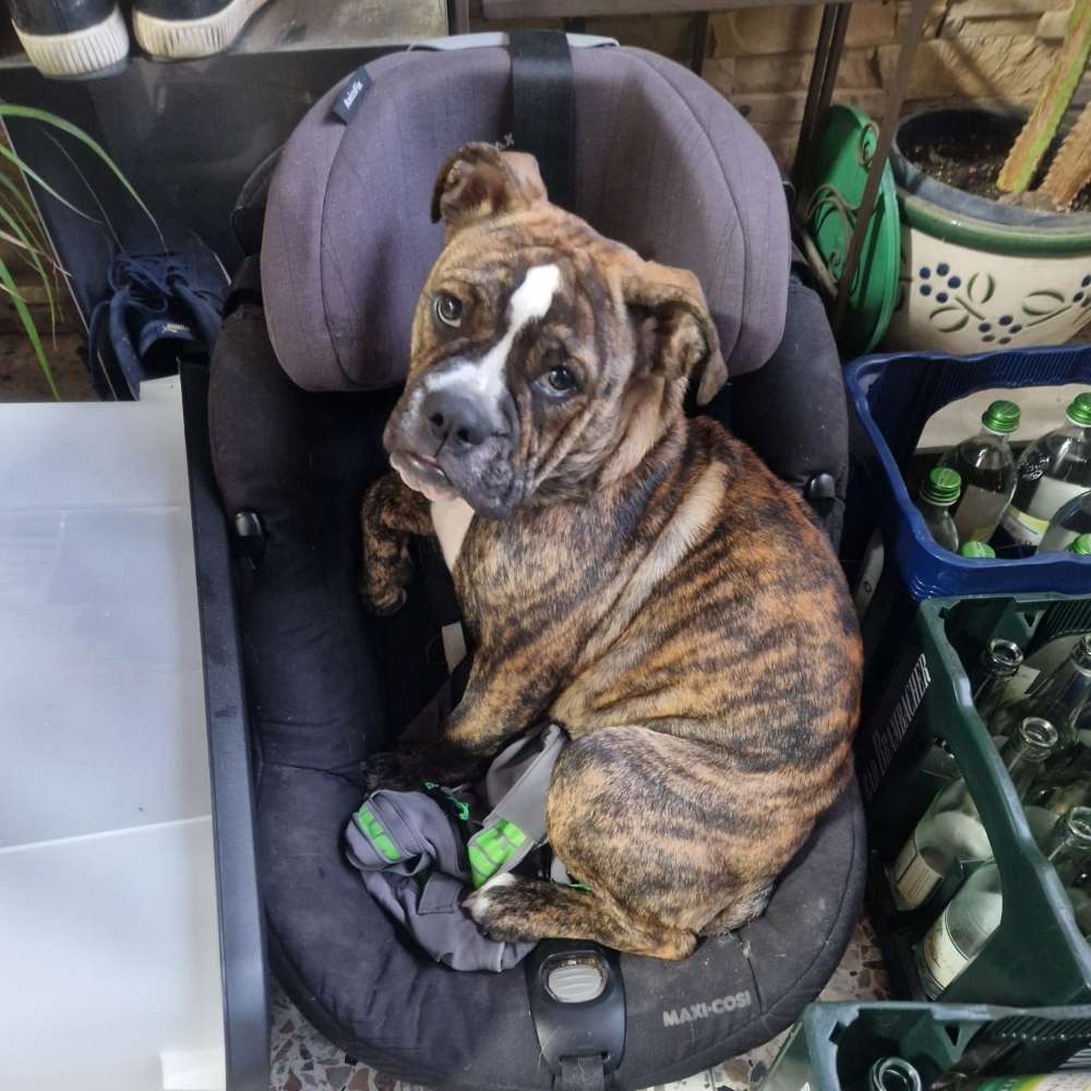 Hundetreffen-Spieltreff-Profilbild