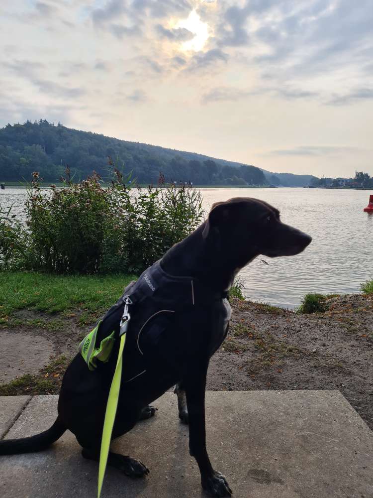 Hundetreffen-Gassi Kumpel gesucht-Profilbild