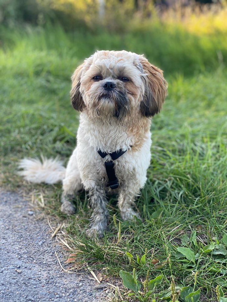 Hundetreffen-Gassirunden, Spiel & Spaß-Profilbild