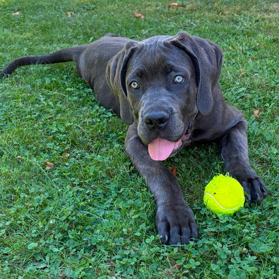 Hundetreffen-Gemeinsame Gassirunde-Profilbild