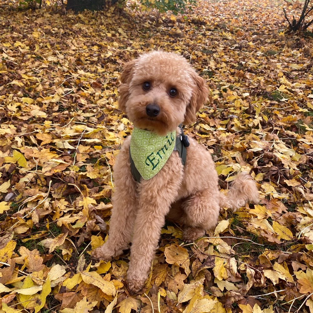 Hundetreffen-Socialwalks-Profilbild