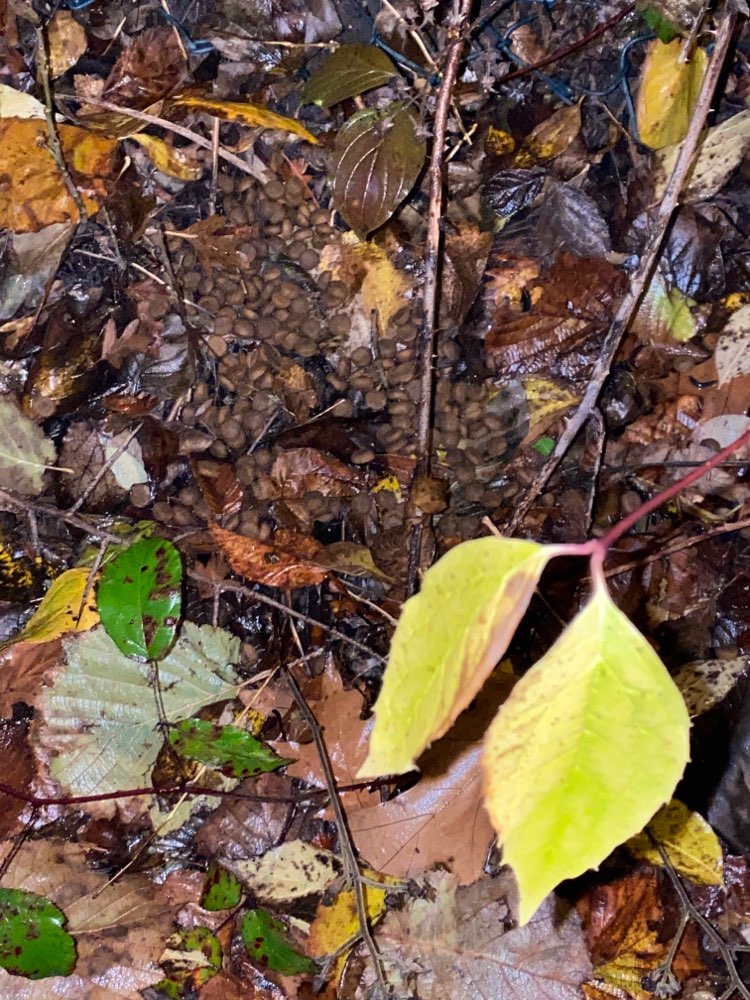 Giftköder-Seltsames Tierfutter-Profilbild