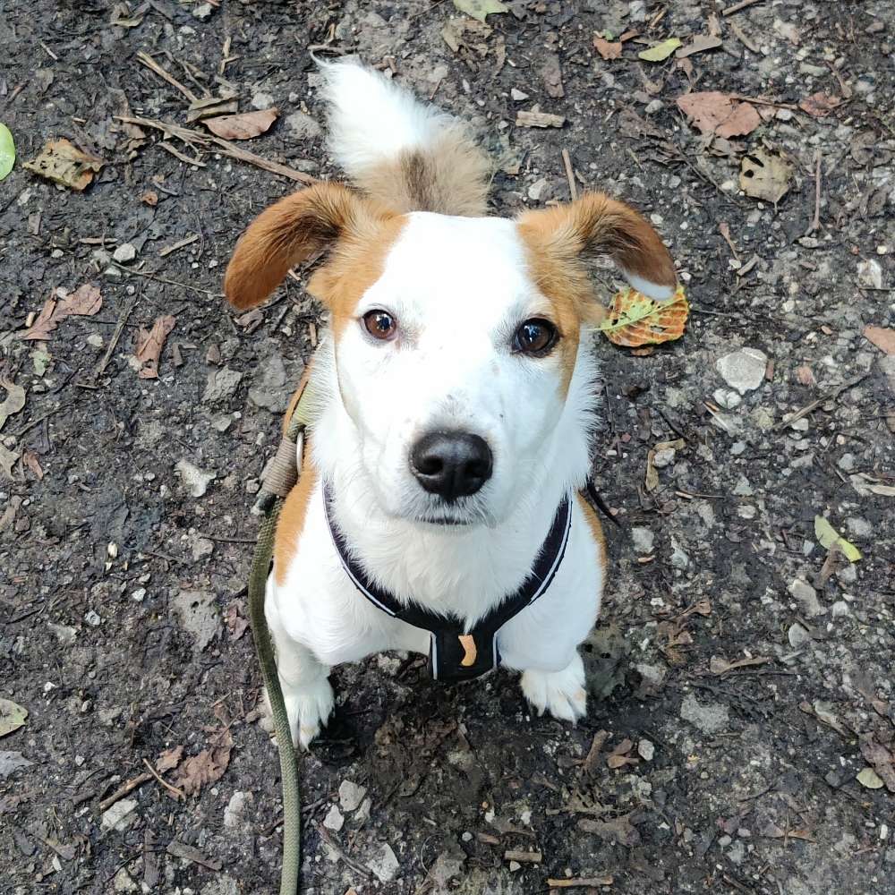 Hundetreffen-Gemeinsam spielen und toben-Profilbild