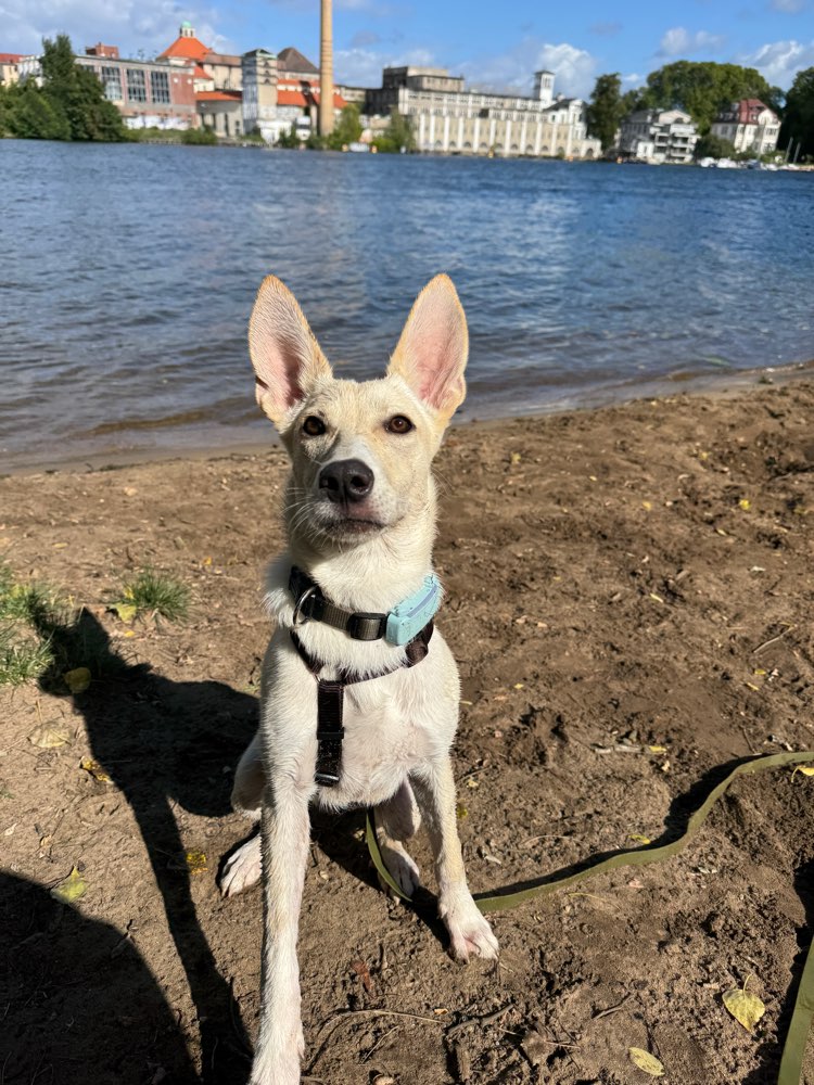 Hundetreffen-Spiel- & Gassipartner für Kira gesucht 🐾🐶-Profilbild