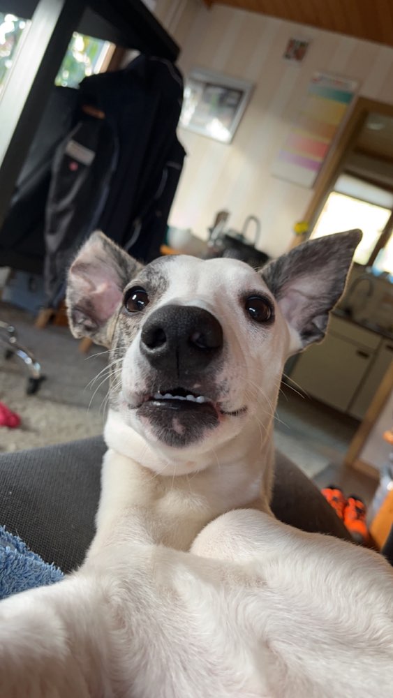 Hundetreffen-Gassi Runde mit gleichgesinnten 🐶-Profilbild