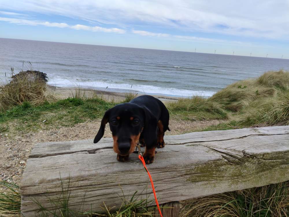 Hundetreffen-Welpentreffen mit Dackelmädchen Fine 13 Wochen alt-Profilbild