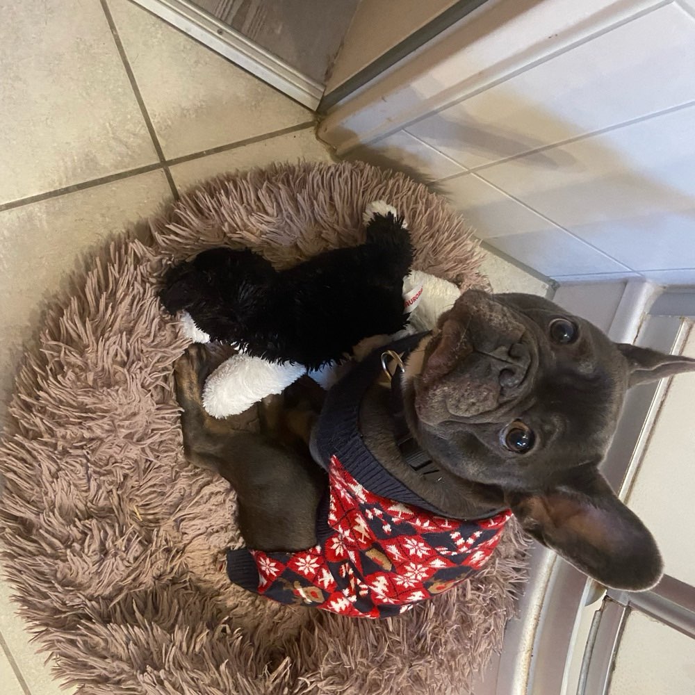 Hundetreffen-Trainings Runde-Profilbild