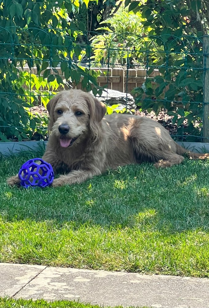 Hundetreffen-Gemeinsame Spaziergänge-Profilbild