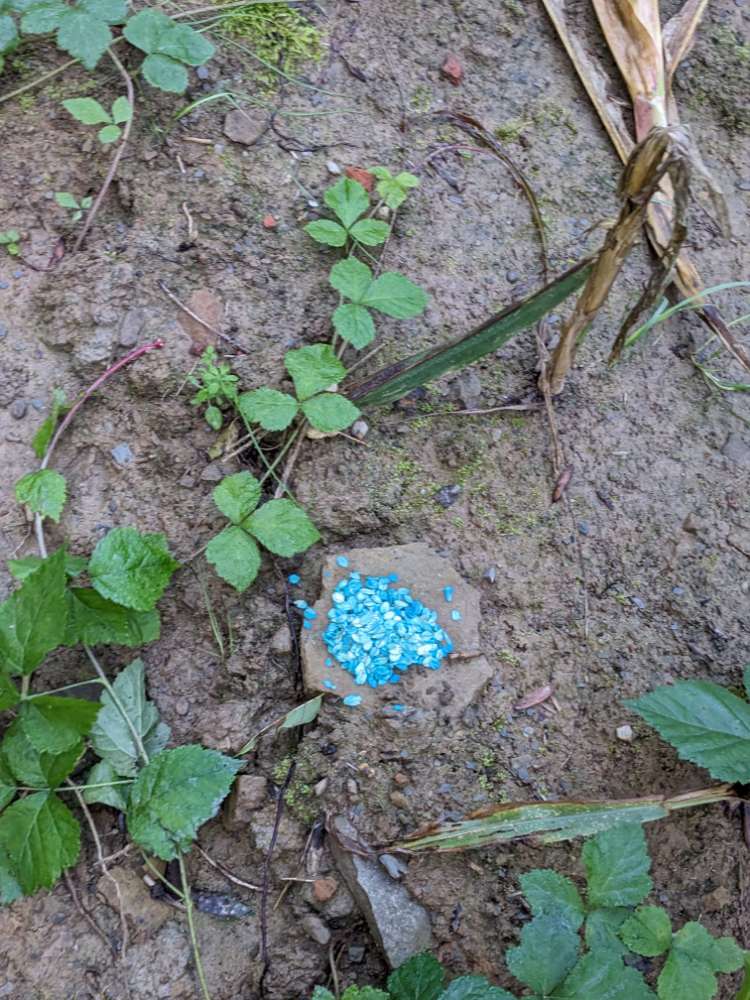 Giftköder-Rattengift im Maisacker-Profilbild