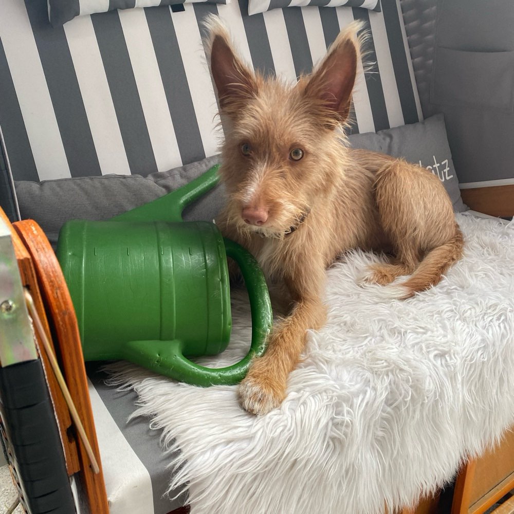 Hundetreffen-Spielrunde für mittelgroße Hunde mit Power-Profilbild