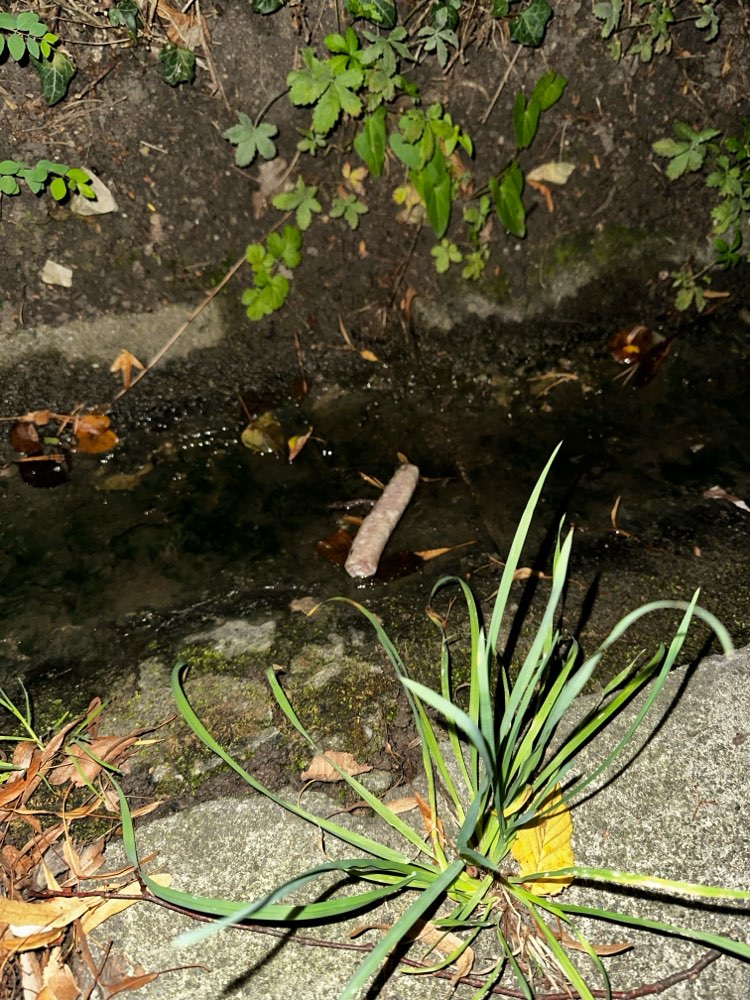 Giftköder-Giftköder?!-Profilbild