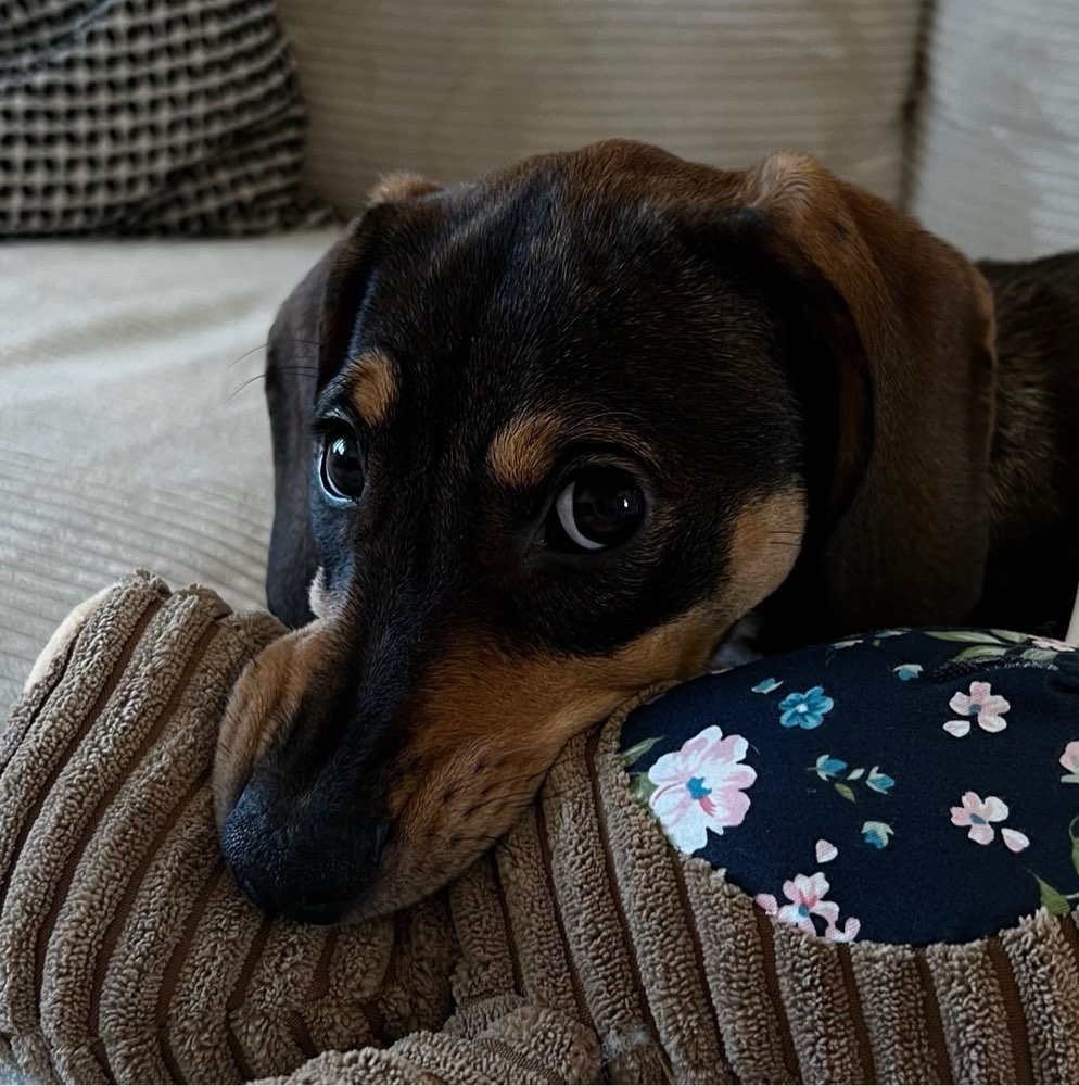 Hundetreffen-Welpentreff-Profilbild