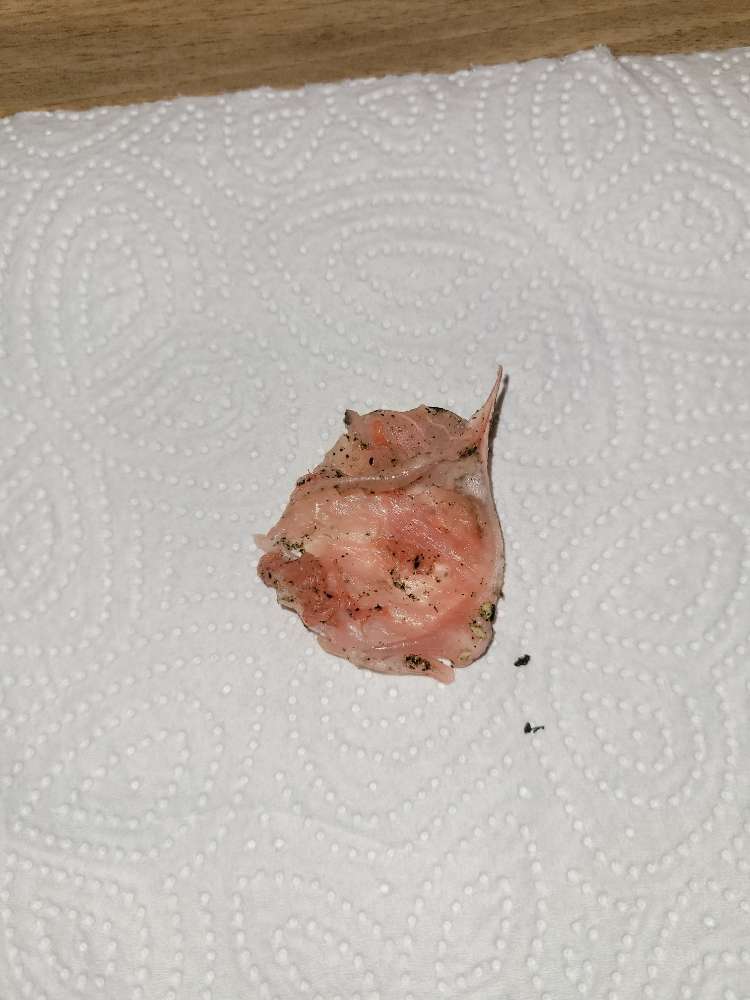 Giftköder-eventl. Giftköder-Profilbild