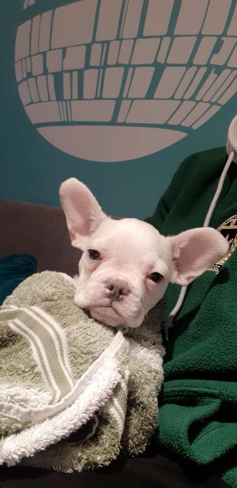 Hundetreffen-Welpentreff-Profilbild