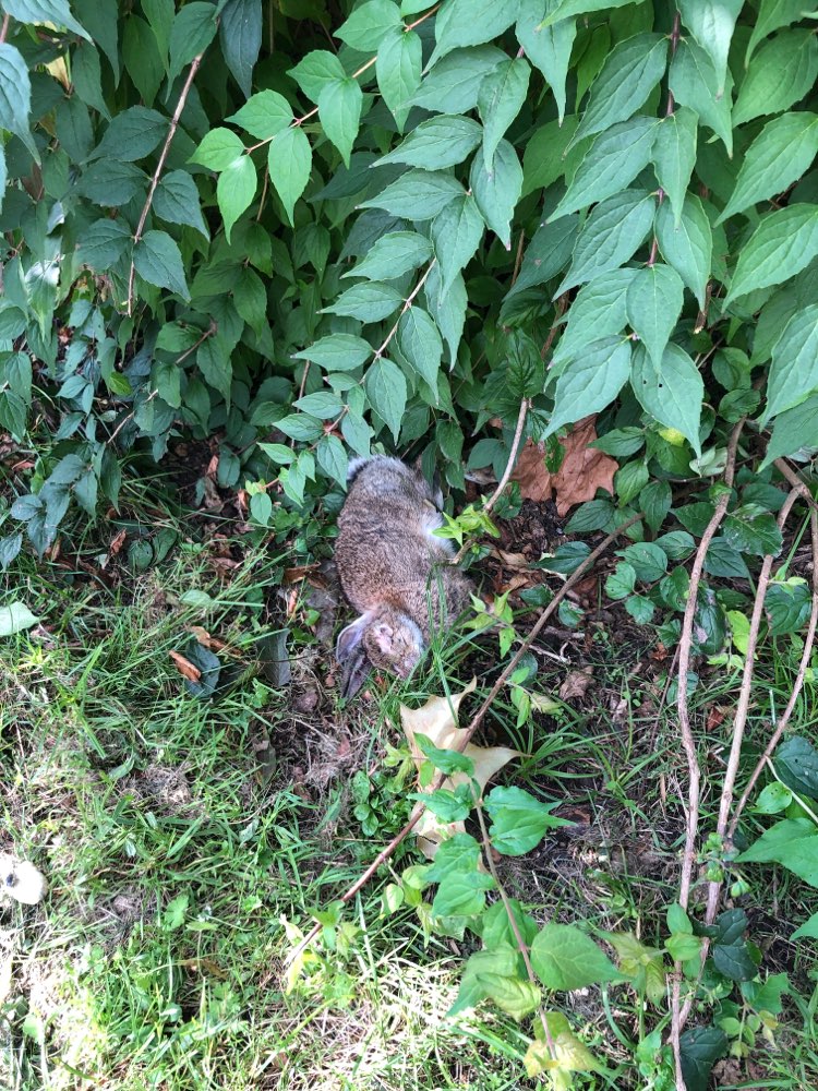 Giftköder-Totes Kaninchen-Profilbild