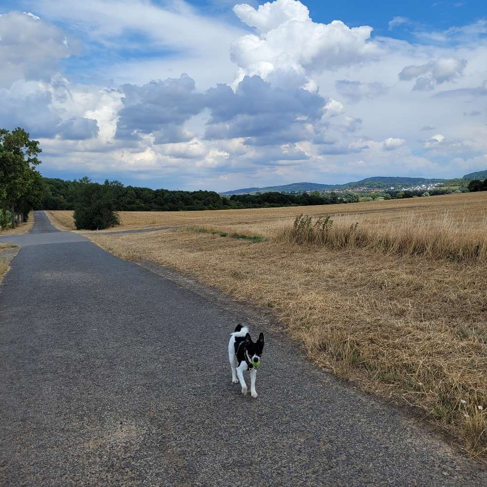 Hundetreffen-Regelmäßiges Spazierengehen-Profilbild