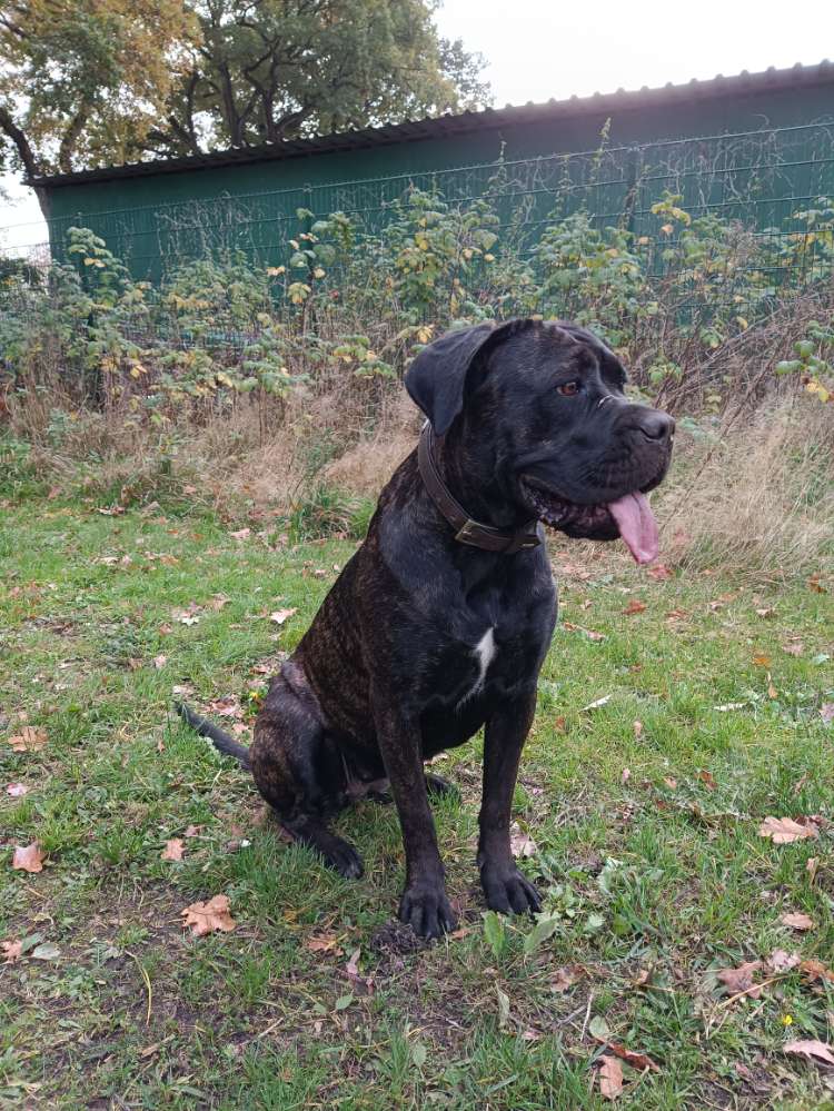 Hundetreffen-Trainings Partner für Begleitung Hunde Prüfung-Profilbild