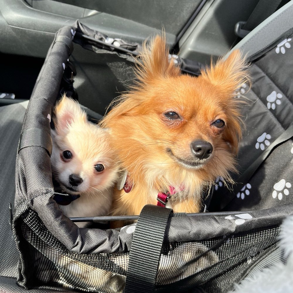 Hundetreffen-Welpentreffen Solingen-Profilbild