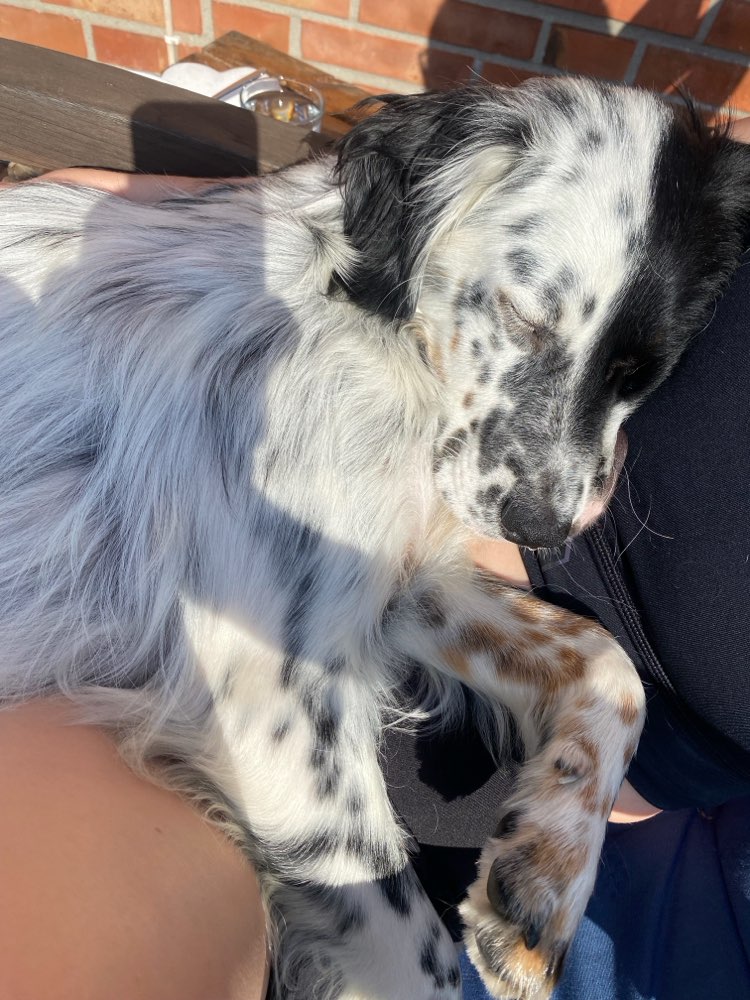 Hundetreffen-Suchen erfahrene Hundebetreuung-Profilbild