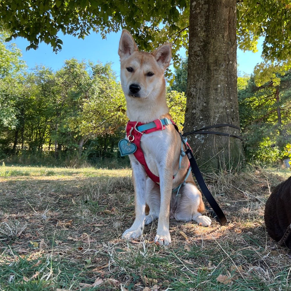 Hundetreffen-Gassirunde ohne Freilauf-Profilbild