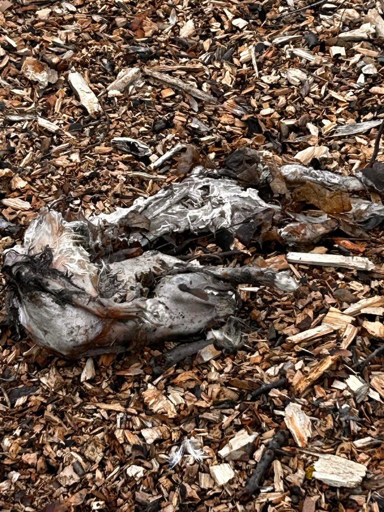 Giftköder-Totes Tier-Profilbild