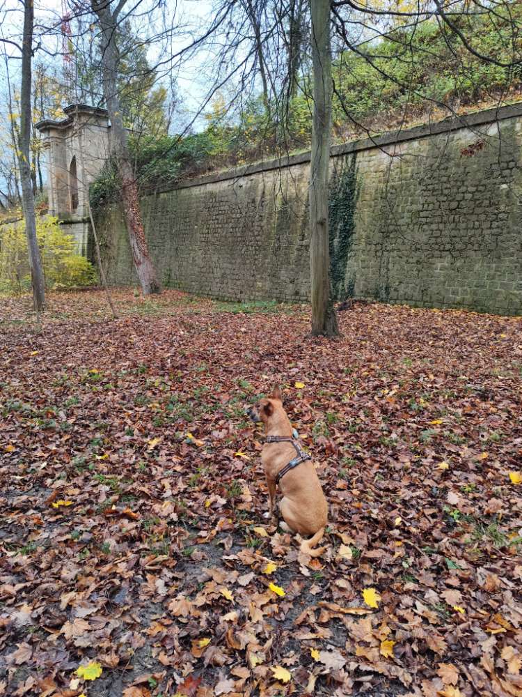 Hundetreffen-Gassi-, Spiel- und/oder Wanderpartner-Profilbild