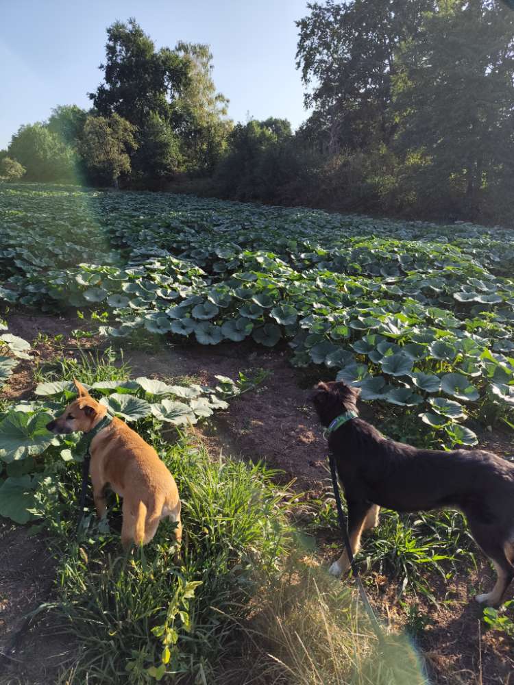 Hundetreffen-Unterstützung beim Training-Profilbild
