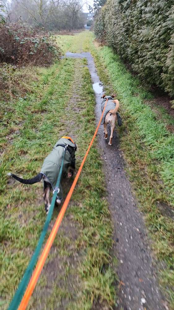 Hundetreffen-Gassi-/Spiel-/Wandertreffen-Profilbild