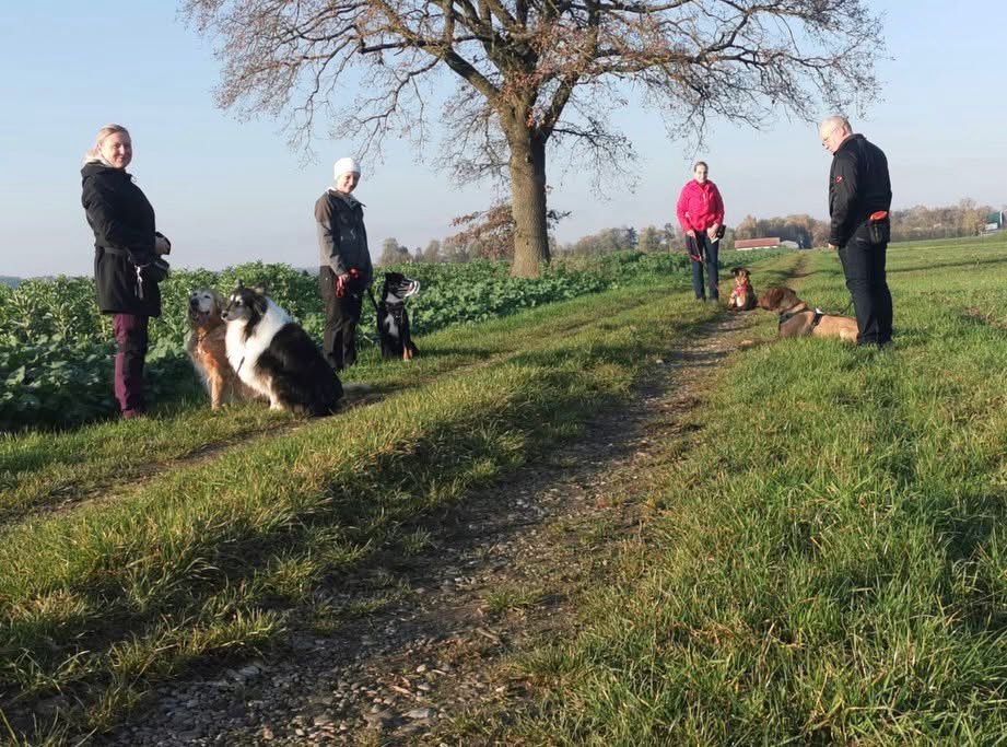 Hundetreffen-Sozial Walk für alle Hunde – Gemeinsam Spaß und positive Erfahrungen sammeln!-Profilbild