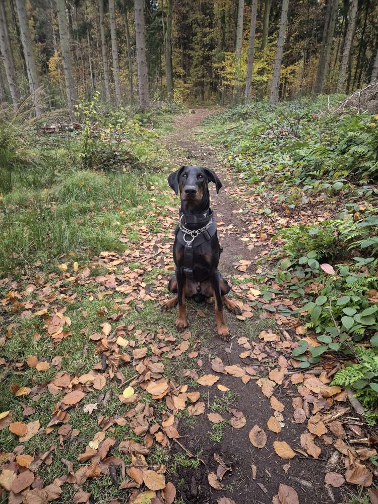 Hundetreffen-Gassi, spiel spaß und Training-Profilbild