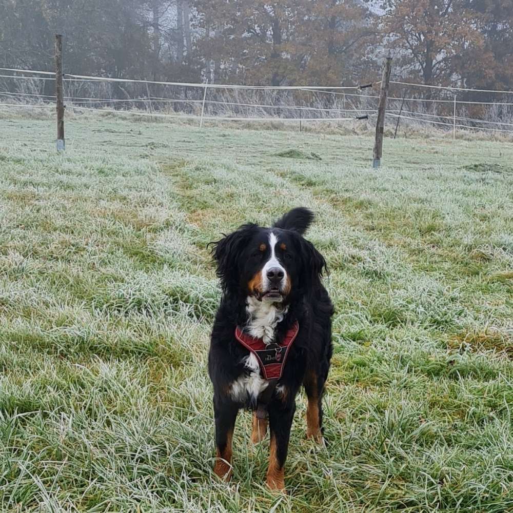 Hundetreffen-Gassi gehen-Profilbild