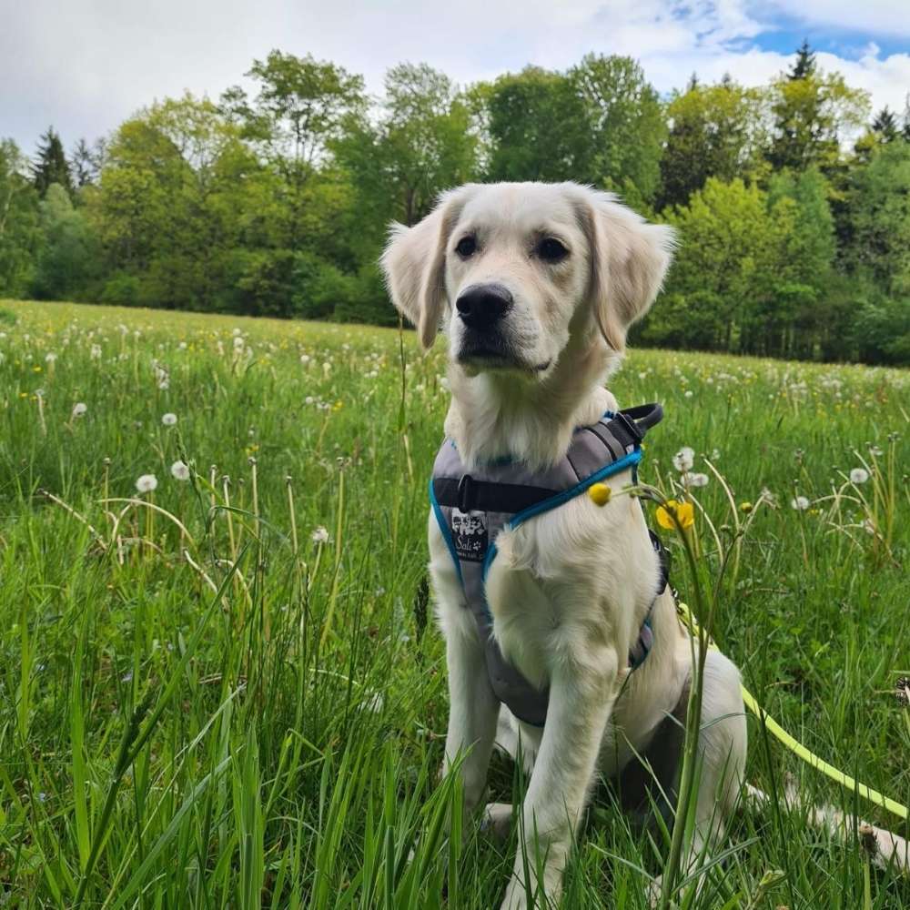 Hundetreffen-Lunch sucht Spielkameraden-Profilbild