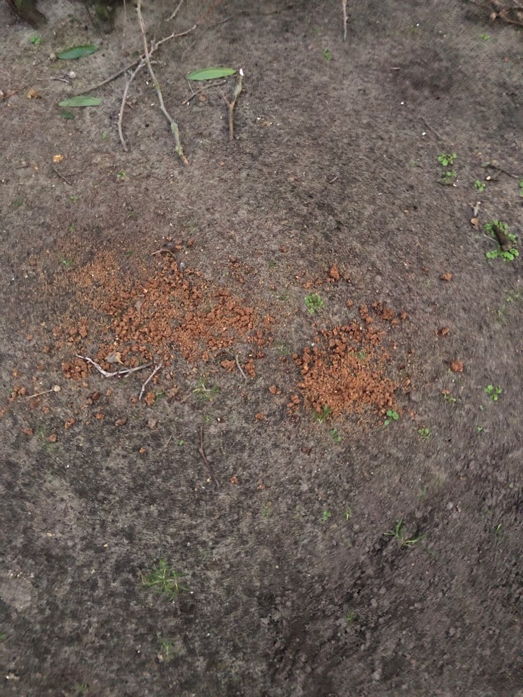 Giftköder-Mögliches Rattengift-Profilbild