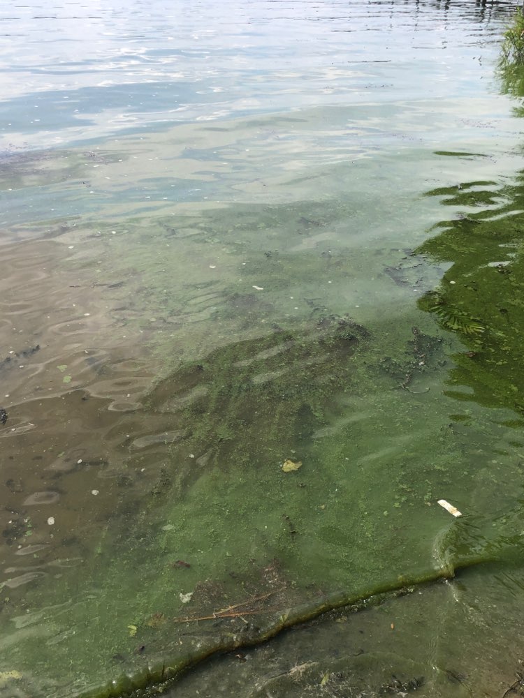 Giftköder-Vermutlich Blaualgen-Profilbild