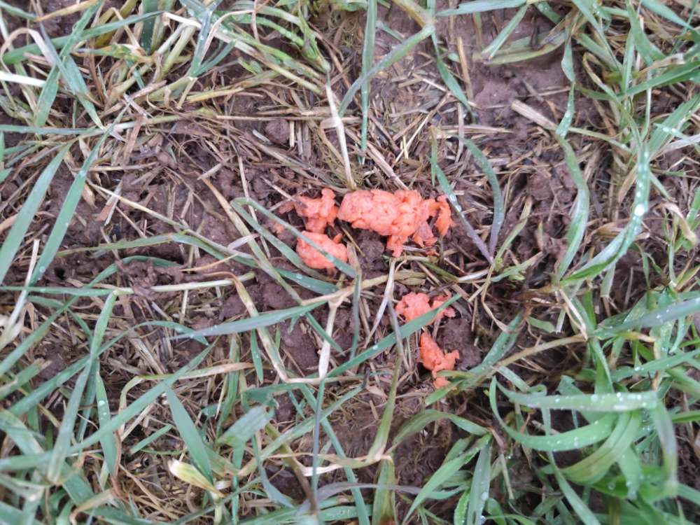 Giftköder-Kann Giftköder sein-Profilbild