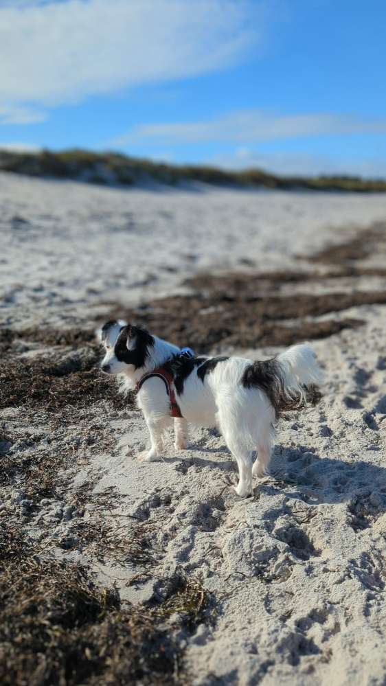 Hundetreffen-Spielrunde am Strand-Profilbild