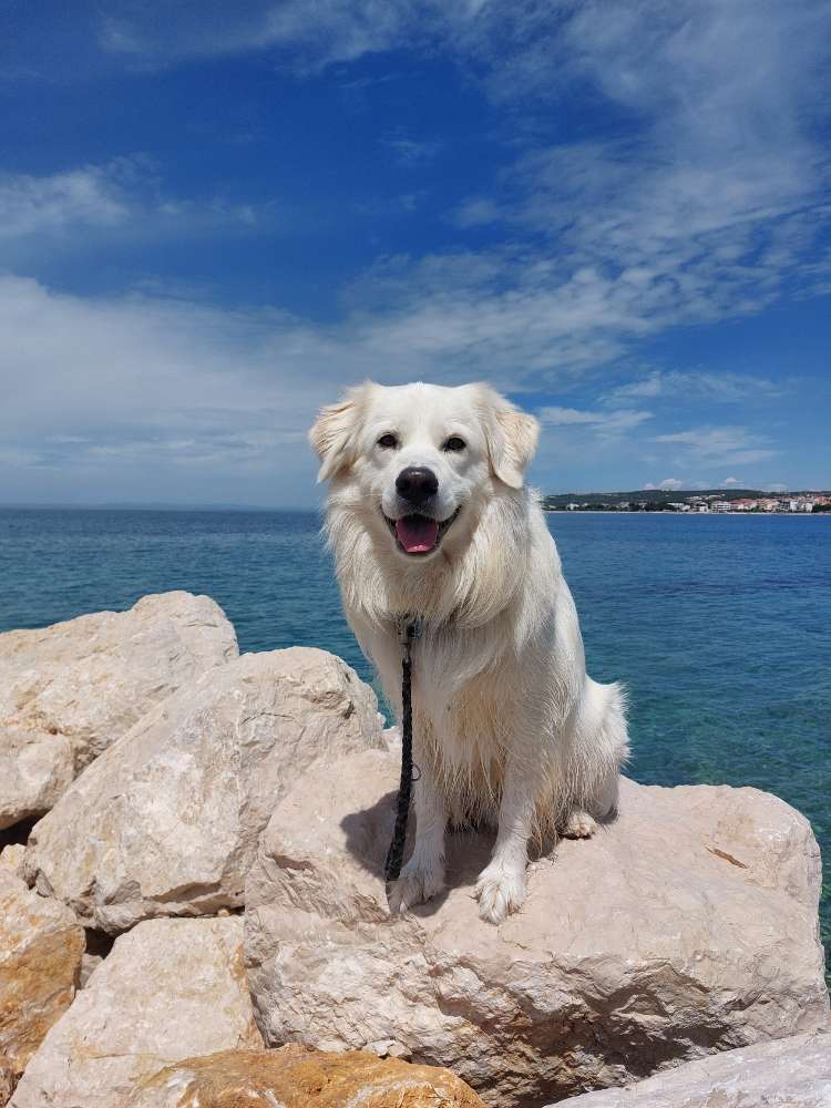 Hundetreffen-Spiel und Gassirunde-Profilbild