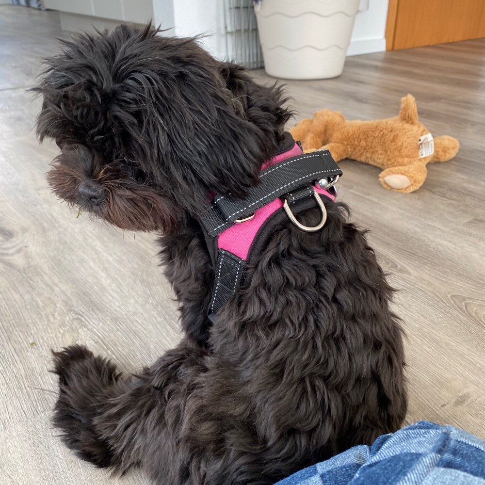 Hundetreffen-Welpentreffen am Heidbergsee-Profilbild