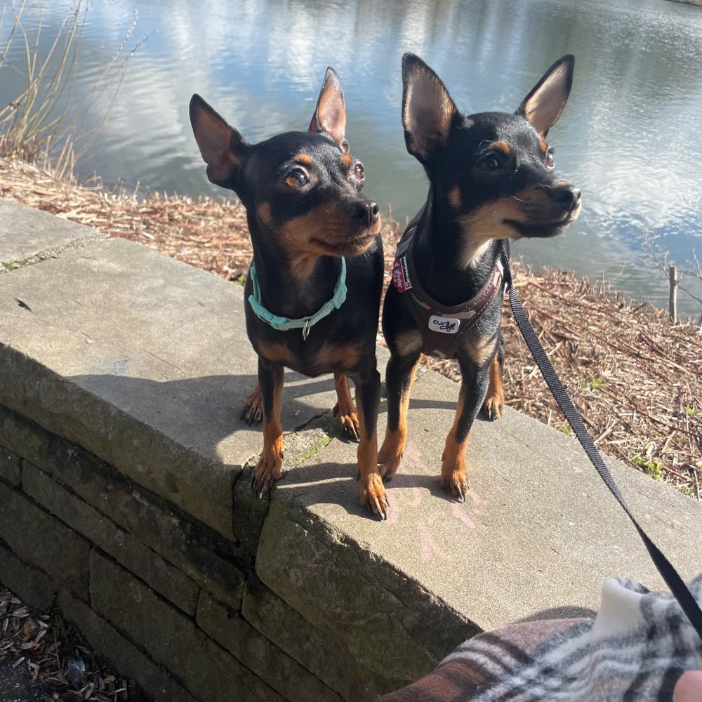 Hundetreffen-Treffen zum Spielen/ Gassi gehen für kleine Hunde-Profilbild
