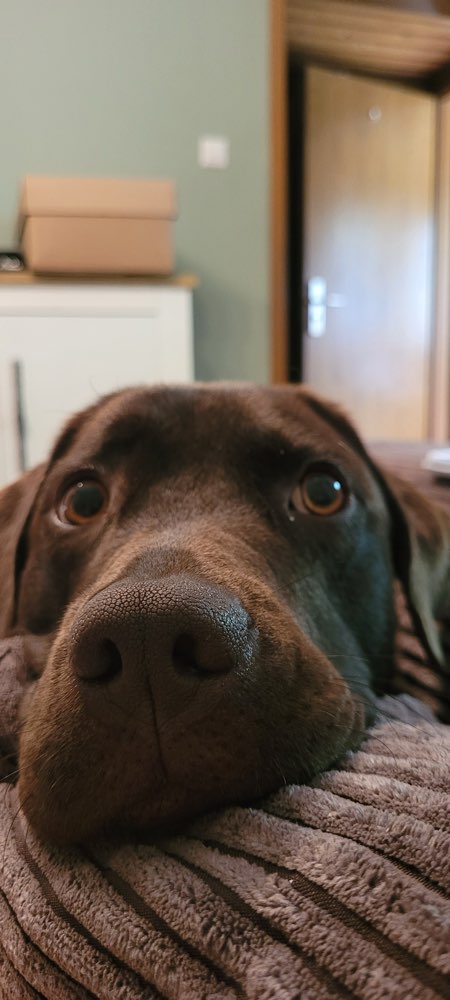 Hundetreffen-Spieltreffen auf Wiese/Feld-Profilbild