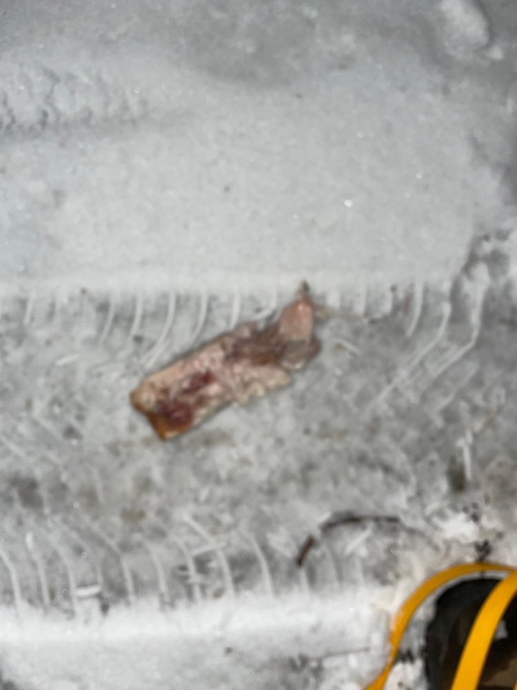 Giftköder-Fleischstück-Profilbild