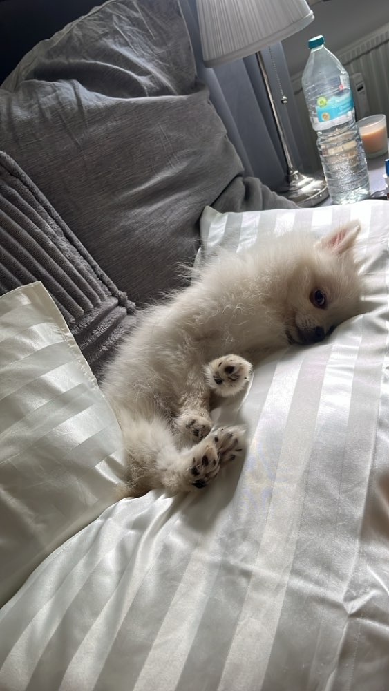 Hundetreffen-Spiel und Gassi Treff-Profilbild