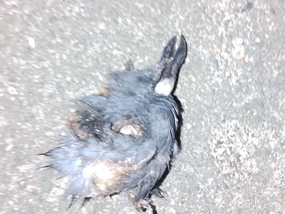 Giftköder-Hundezehe und ab und an Rattengift-Profilbild