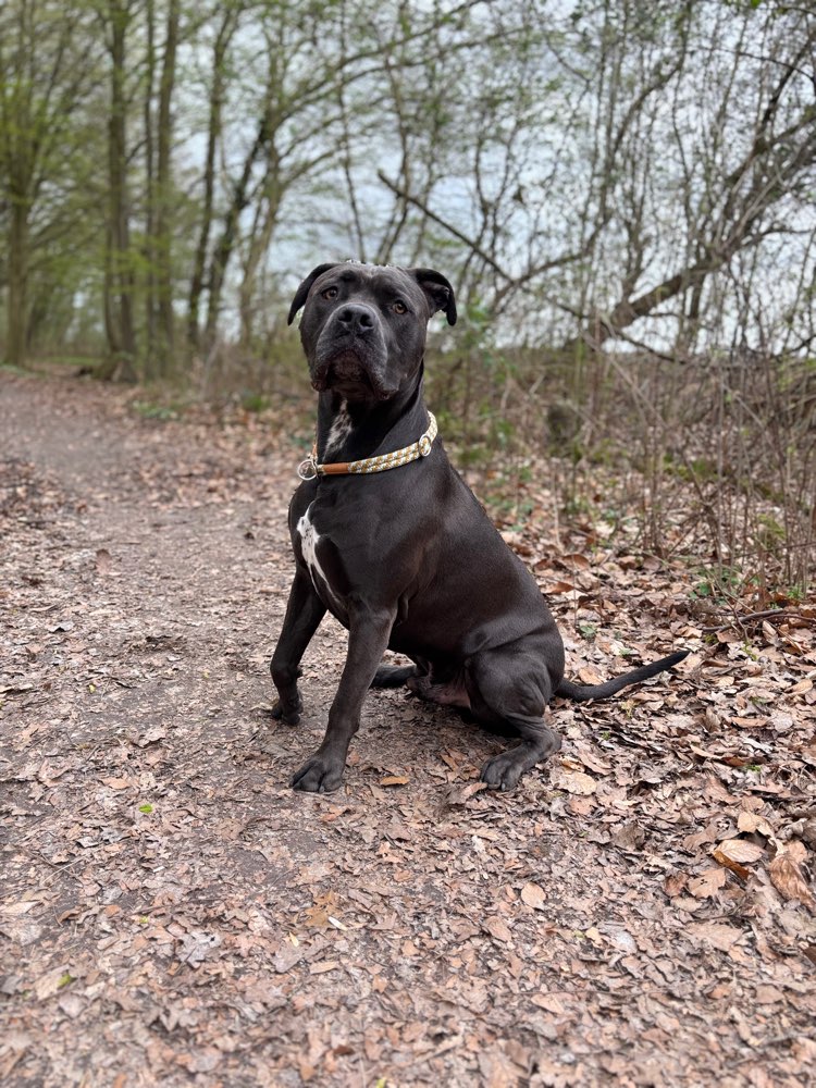 Hundetreffen-Hundekumpels mit Ausdauer gesucht für abwechslungsreiche Spaziergänge und zum toben-Profilbild