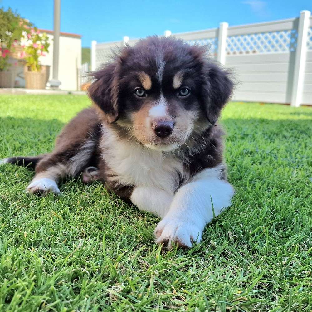 Hundetreffen-Welpentreffen Ottweiler und Umgebung-Profilbild