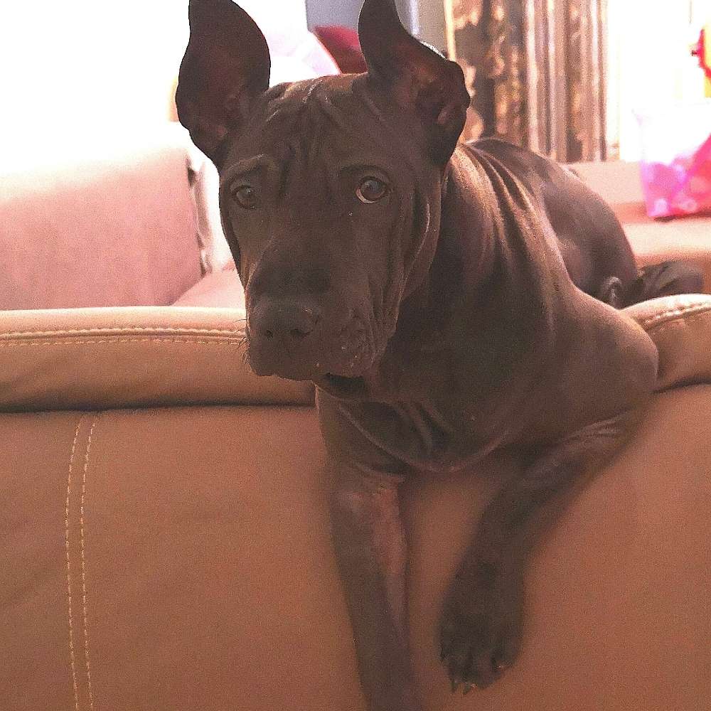 Hundetreffen-Aschaffenburg und Umg.-Profilbild