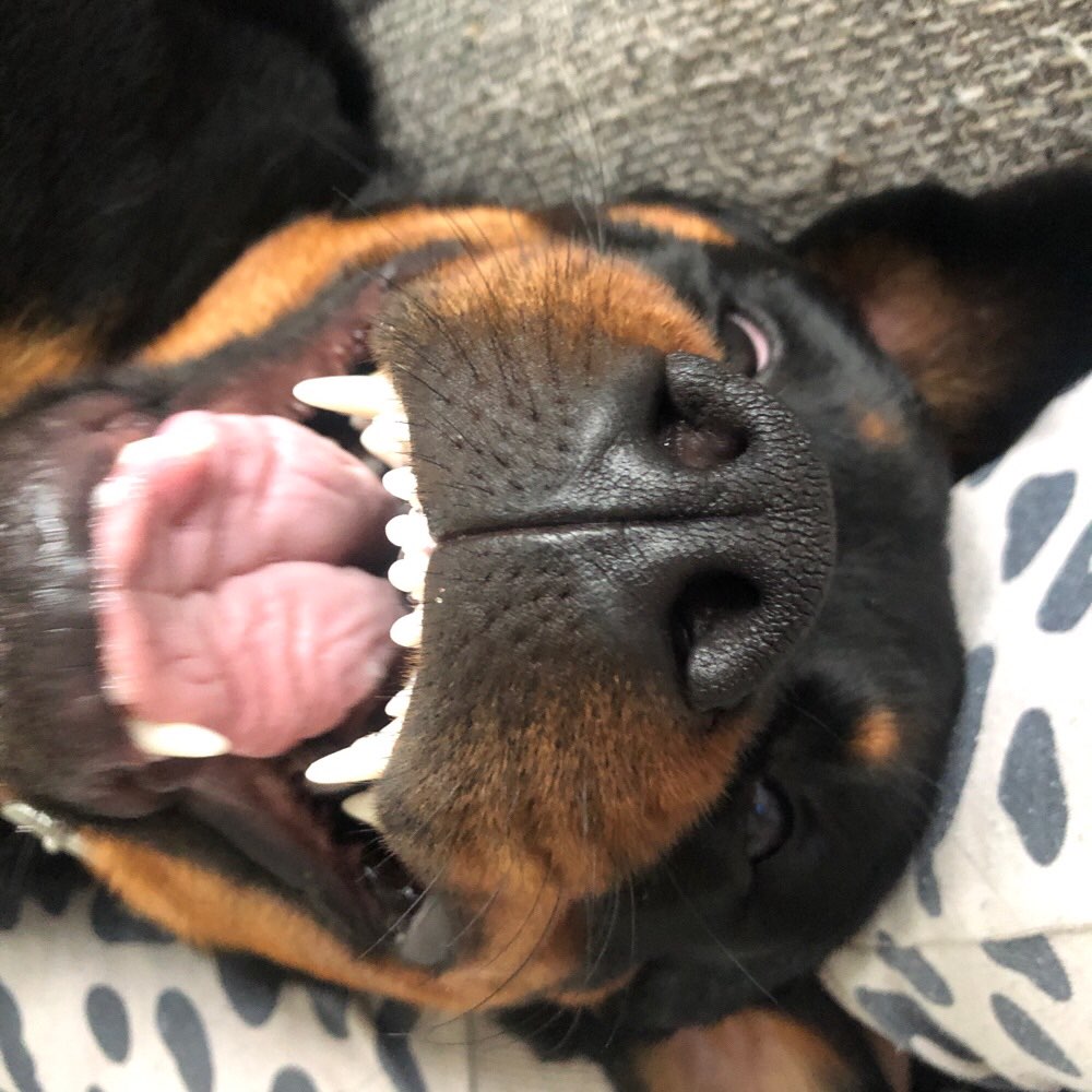 Hundetreffen-Wir suchen regelmäßig neue Spielfreunde! 🐾-Profilbild