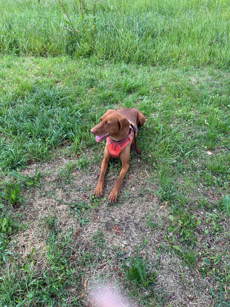 Hundetreffen-Treffen Gassirunde Spielrunde Ingelfingen und Umgebung-Profilbild