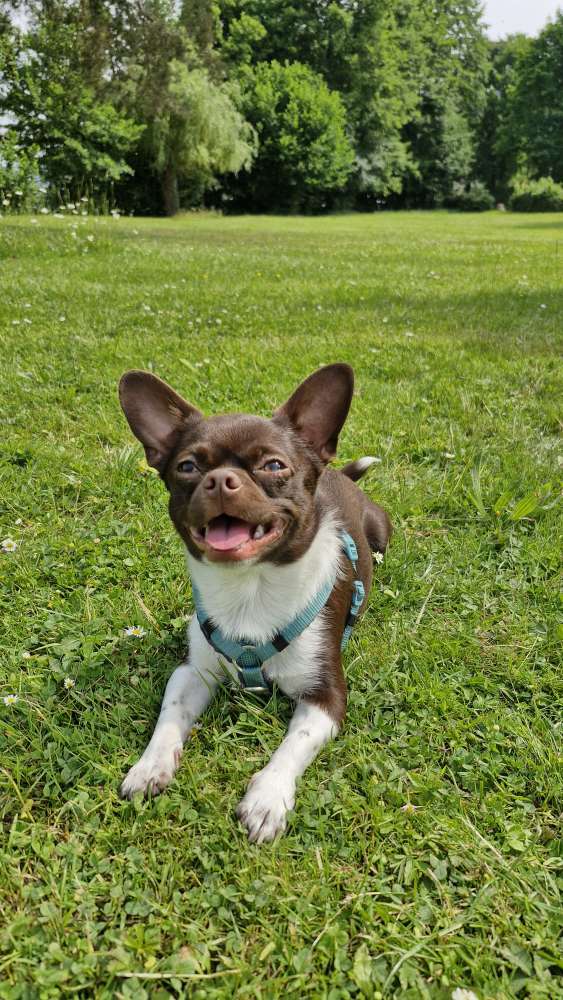 Hundetreffen-Kleinhunde Treff Miltenberg-Profilbild